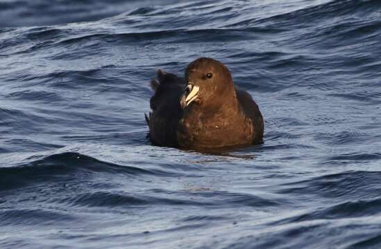 Image of Westland Black Petrel