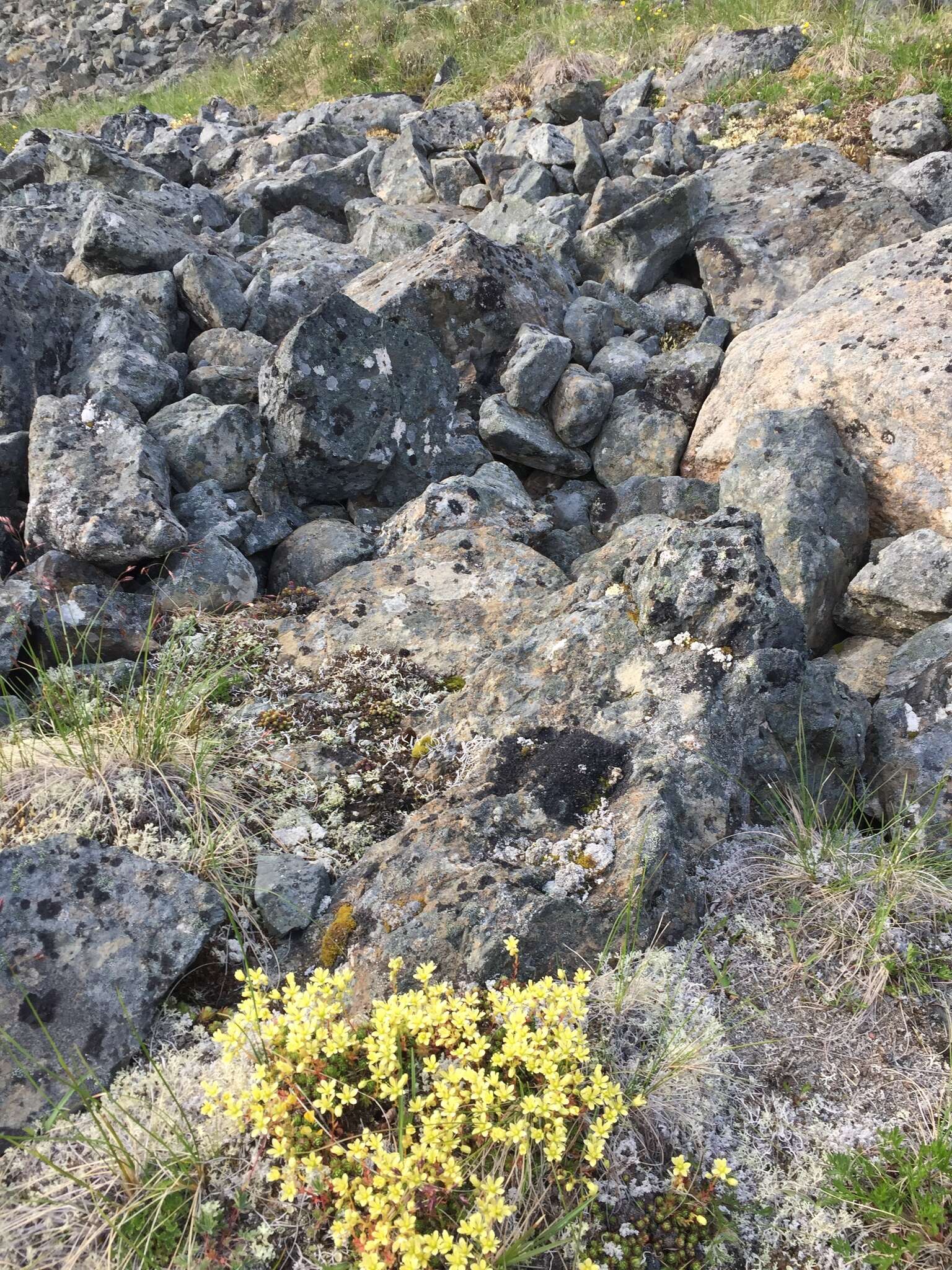 Image of Funston's Saxifrage