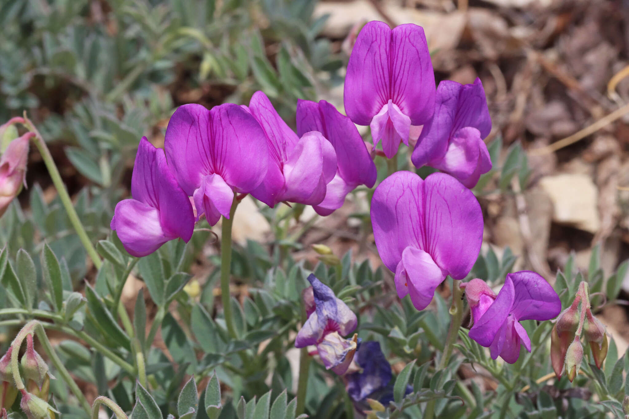 Imagem de Lathyrus brachycalyx Rydb.