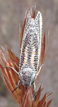 Image of Azygophleps inclusa Walker 1856
