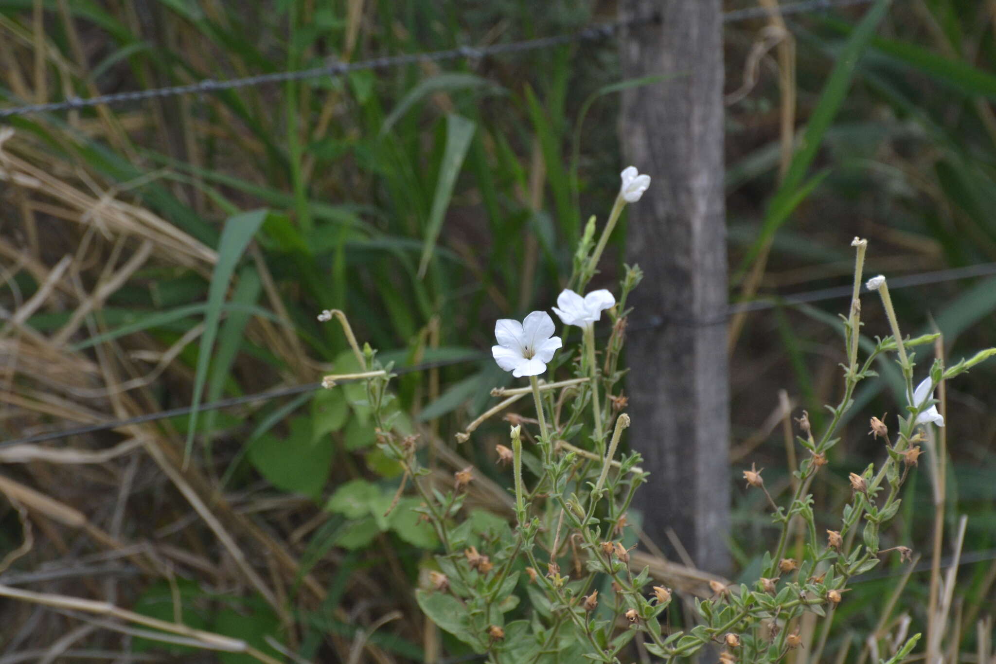 صورة Petunia axillaris subsp. subandina T. Ando