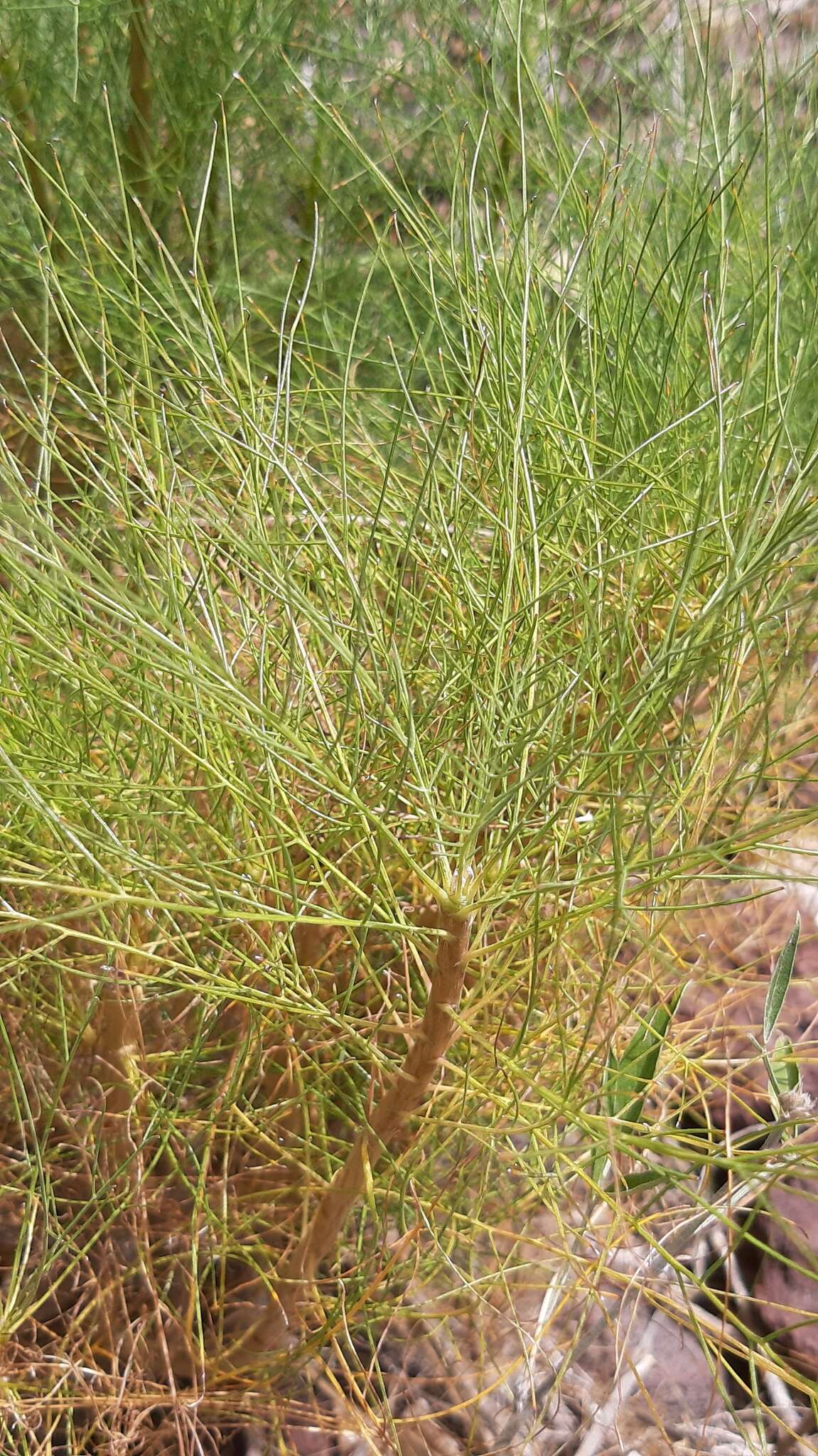 Image of Sonchus capillaris Svent.