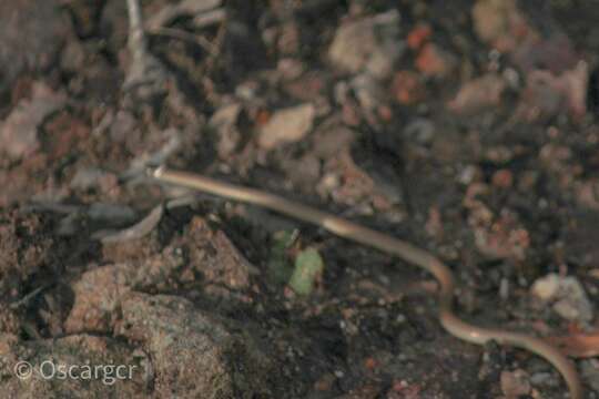 Image of Bocourt's Black-headed Snake