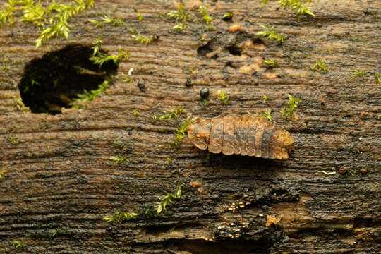 Image of Atyphella similis Ballantyne ex Ballantyne & Lambkin 2000