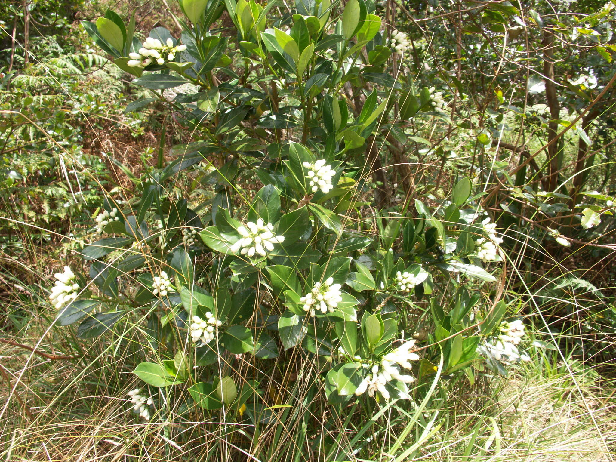 Image of Gaertnera vaginata Poir.