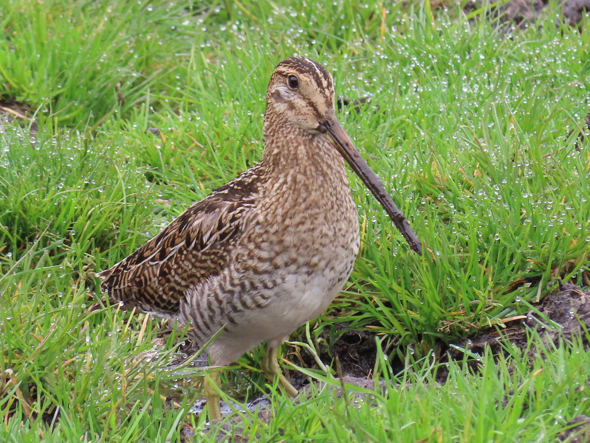 Imagem de Gallinago nobilis Sclater & PL 1856