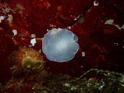 Image of Berthella chacei (J. Q. Burch 1944)