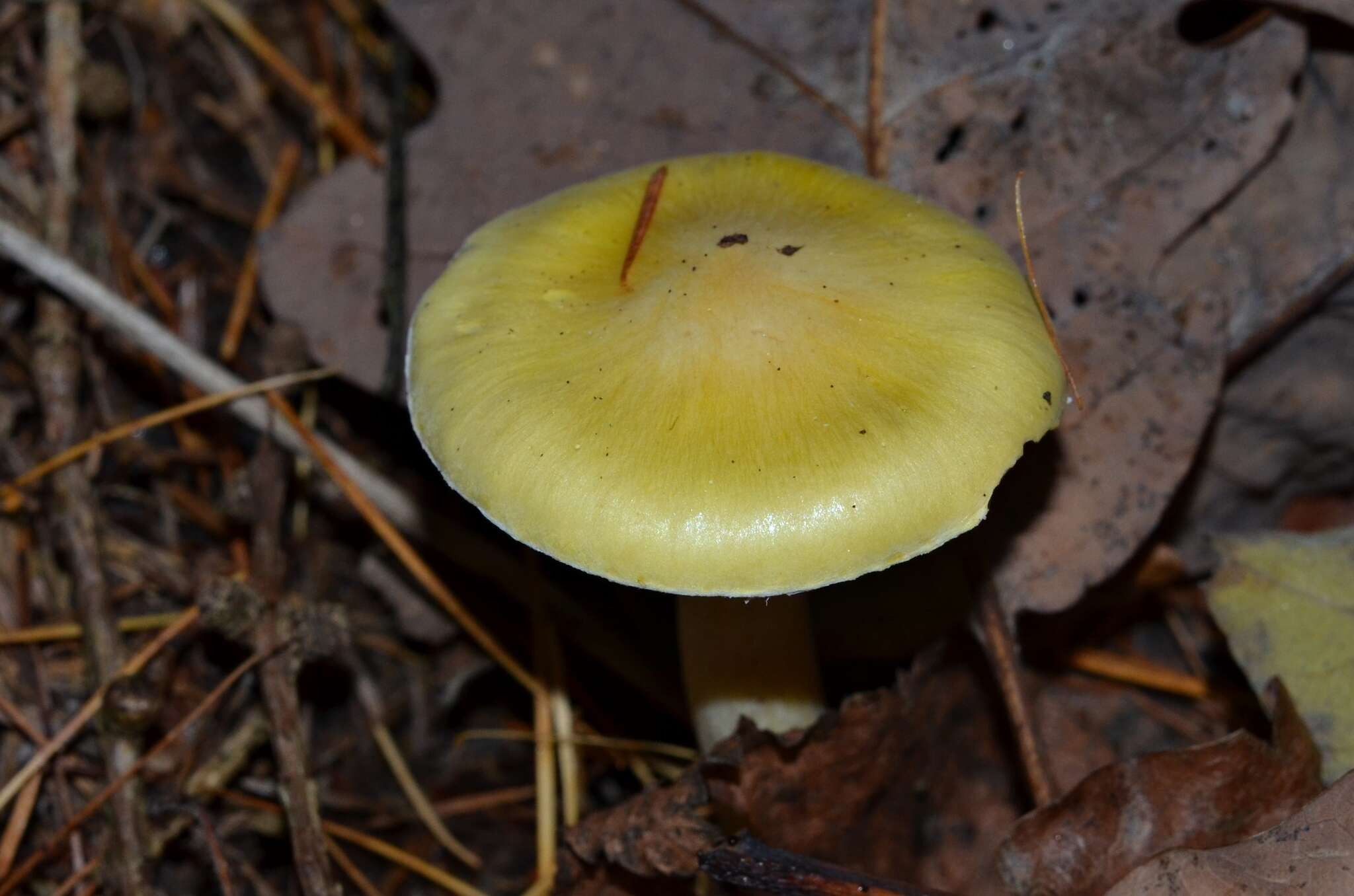 Image of Hygrophorus lucorum Kalchbr. 1874