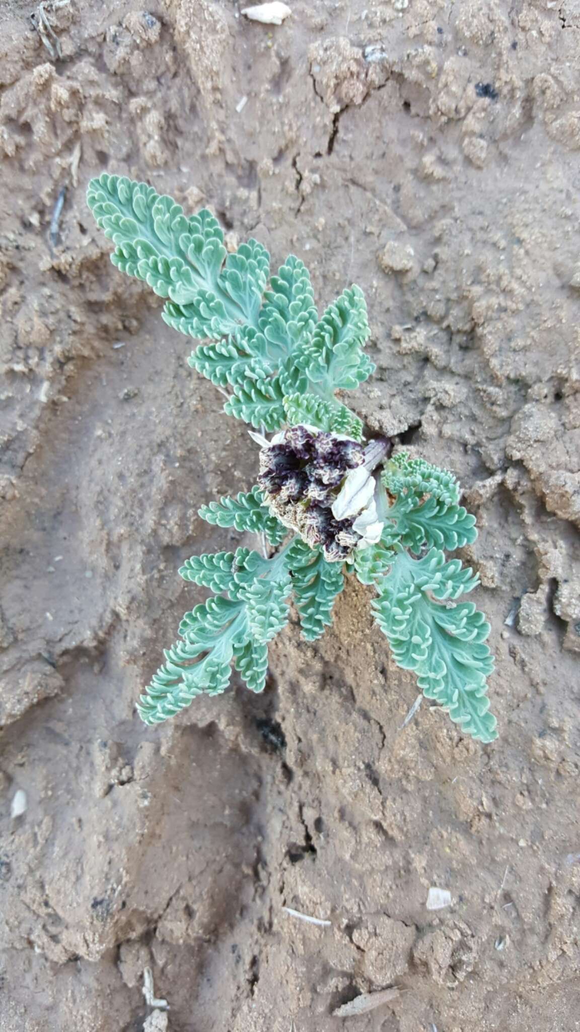 Image of widewing springparsley