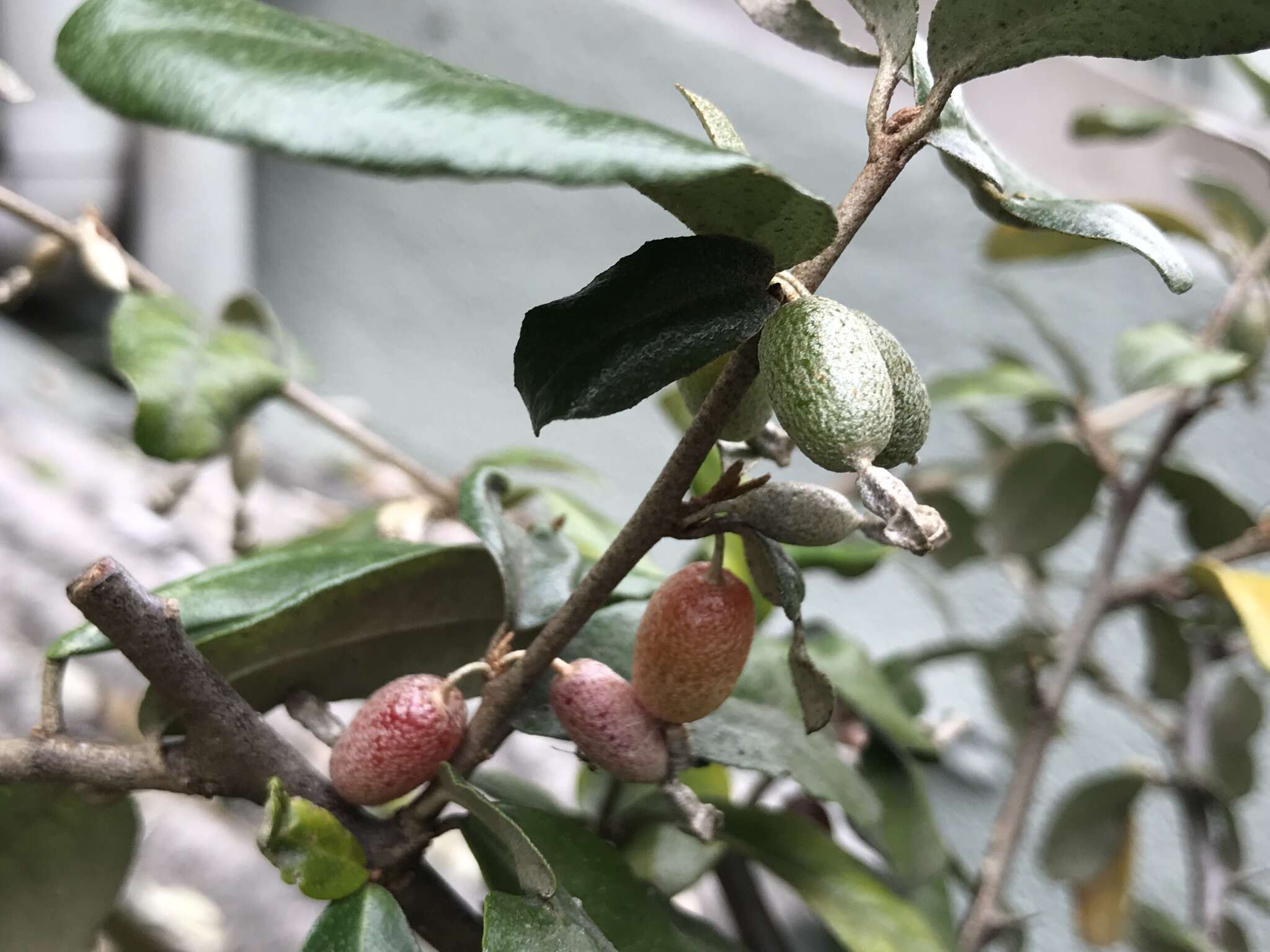 Image of Elaeagnus oldhamii Maxim.