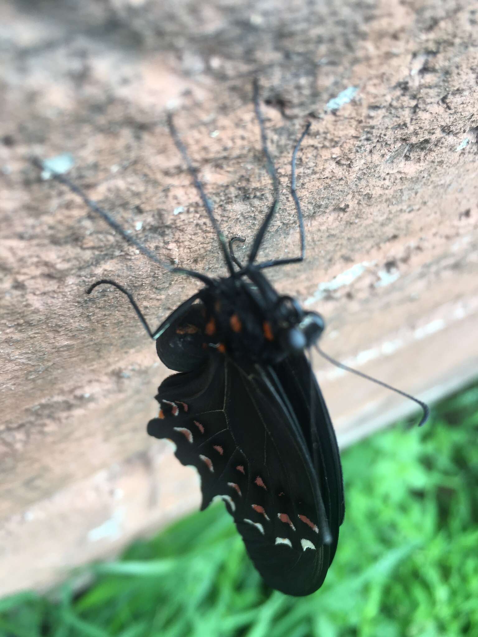 Image of Pink-spotted Swallowtail