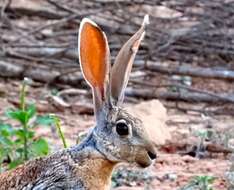 Image of Antelope Jackrabbit