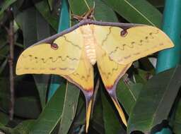 Imagem de Actias sinensis (Walker 1855)