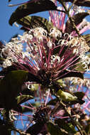 Image of Purple-rumped Sunbird