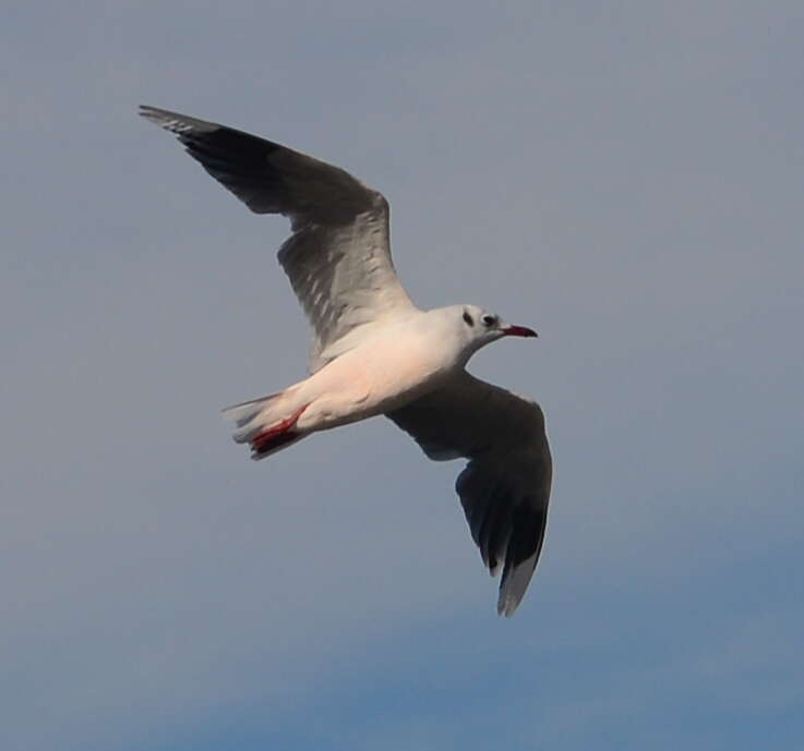 Image de Mouette de Patagonie