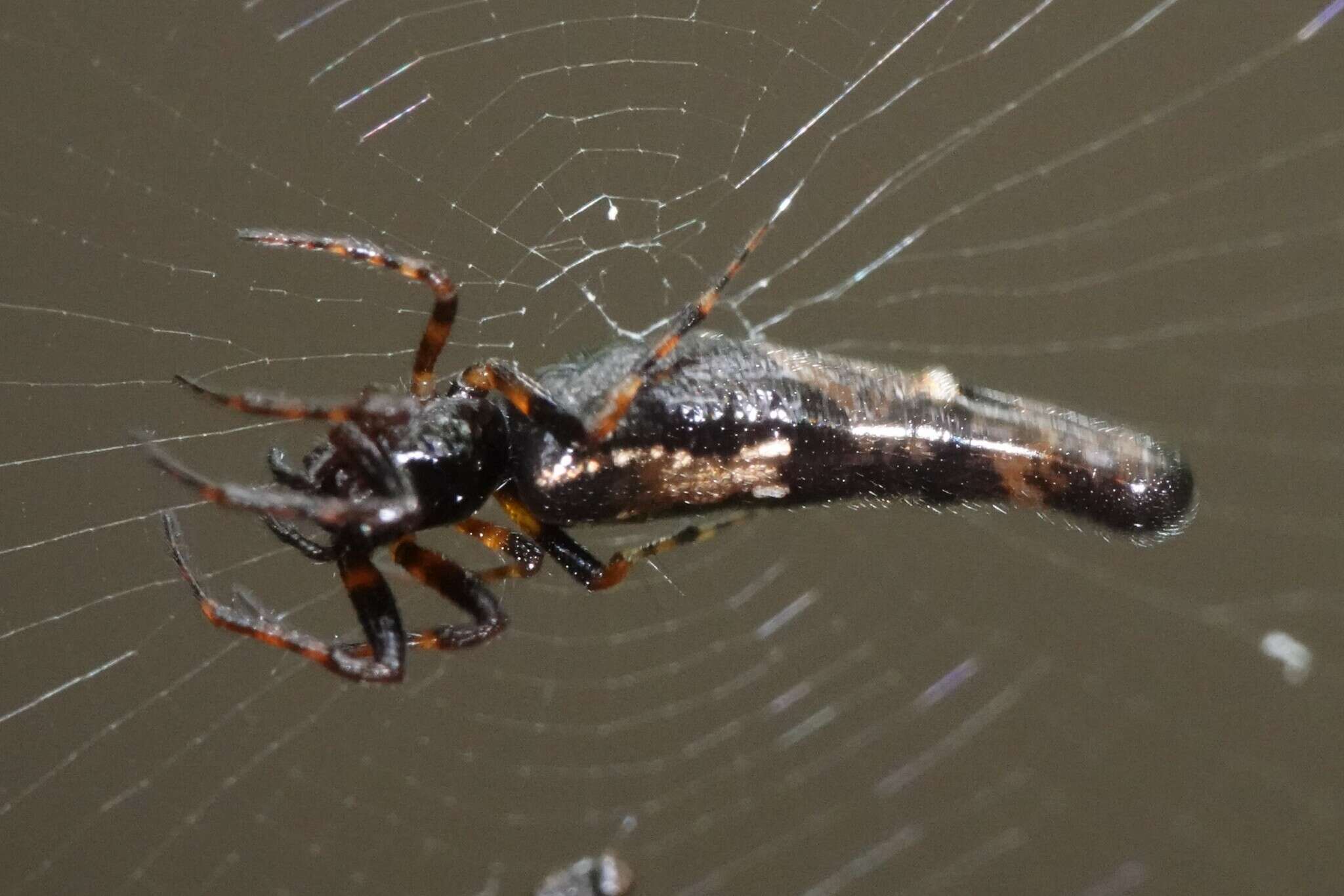 Image of Cyclosa bifida (Doleschall 1859)