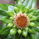 Image of Carlina salicifolia subsp. salicifolia