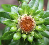 Image of Carlina salicifolia subsp. salicifolia