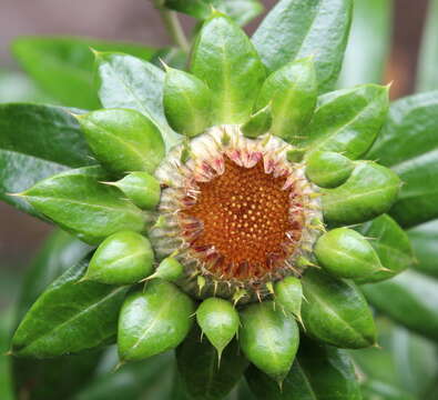 Image of Carlina salicifolia subsp. salicifolia