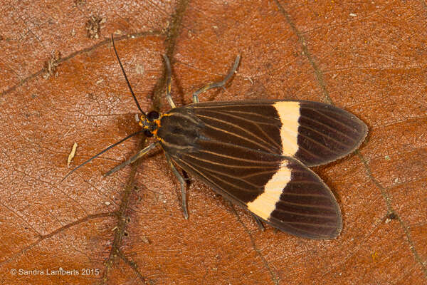 Image de Aclytia heber Cramer 1782