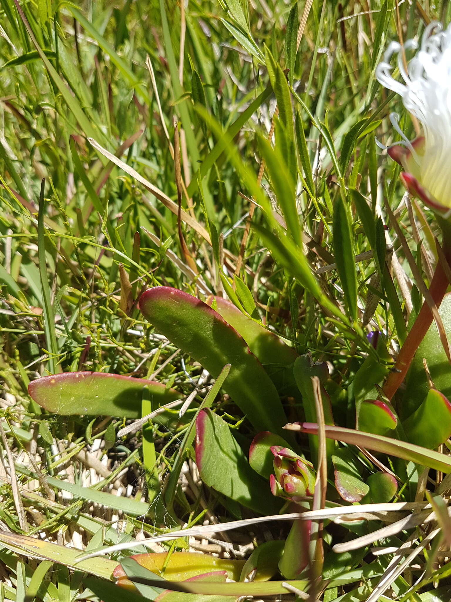 Image of Skiatophytum skiatophytoides (Leistn.) Klak