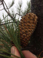 Imagem de Pinus attenuata Lemmon