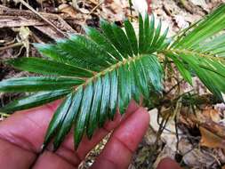 Calamus ochrolepis (Becc.) W. J. Baker的圖片