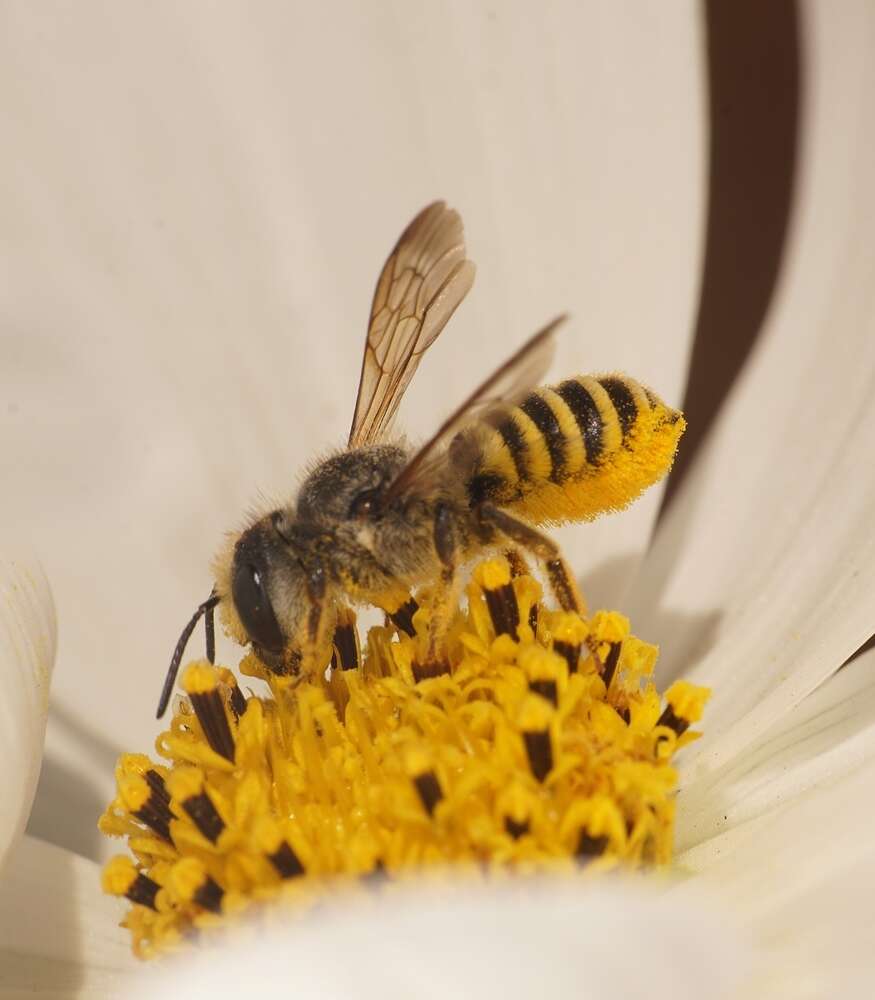 Image of Megachile fidelis Cresson 1878