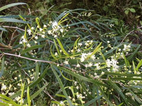 Image of "Sicklethorn asparagus,"