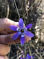 Image of Conanthera trimaculata (D. Don) F. Meigen