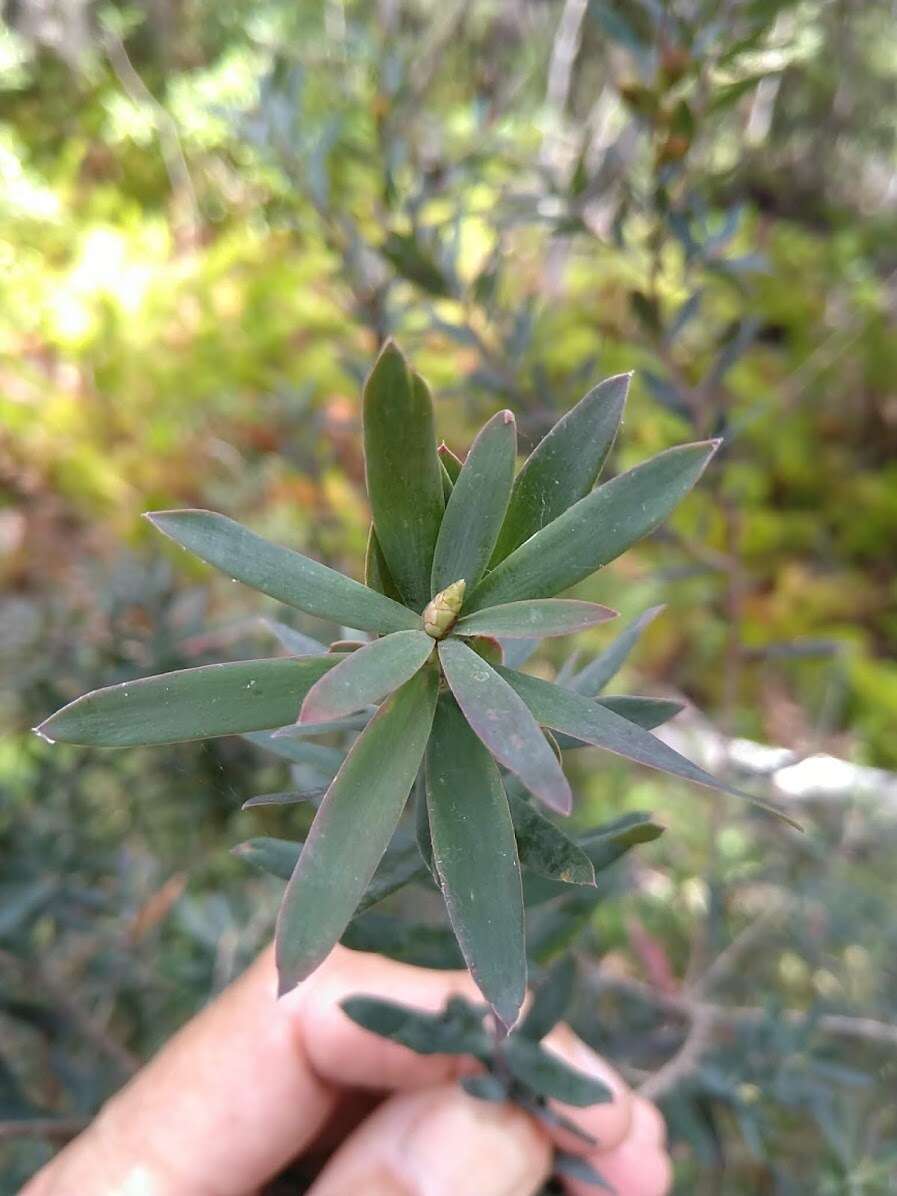 Image of Styphelia viridis subsp. breviflora (Benth.) J. M. Powell