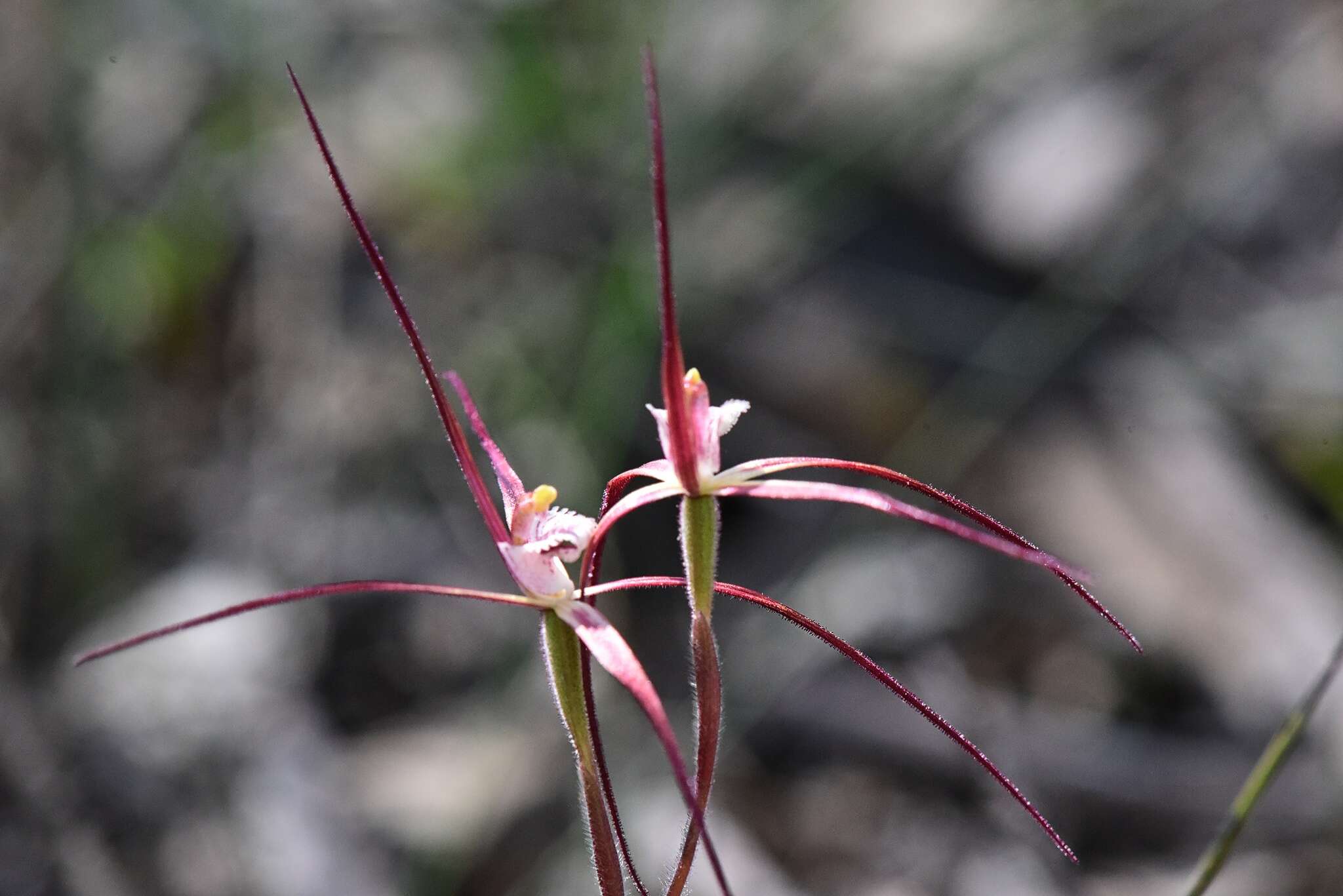 Image of Caladenia denticulata subsp. rubella A. P. Br. & G. Brockman