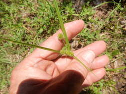 Image of pine barren flatsedge