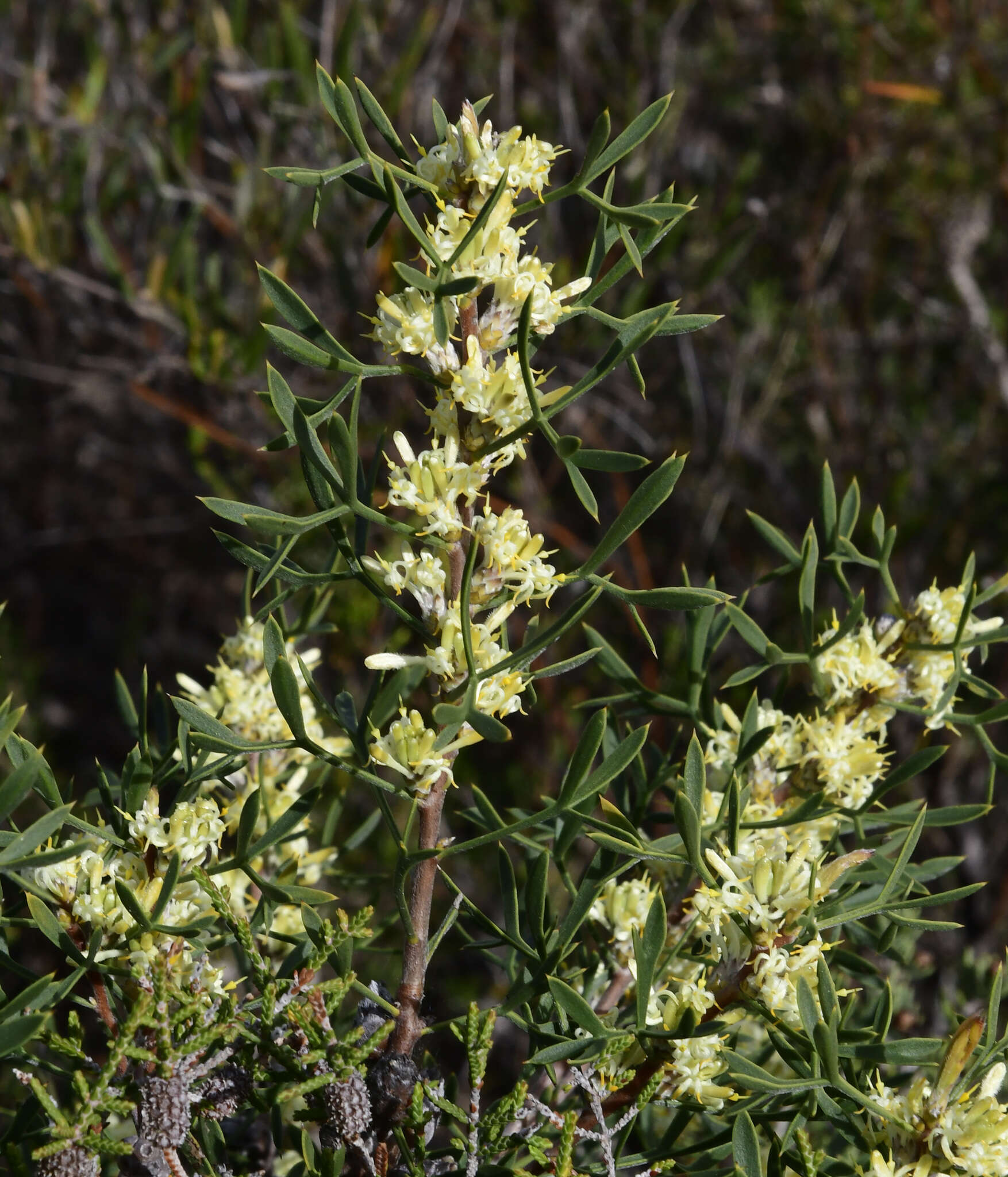 Image of Petrophile squamata R. Br.