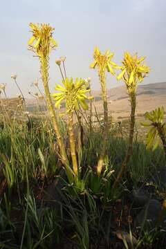 Image of Aloe integra Reynolds