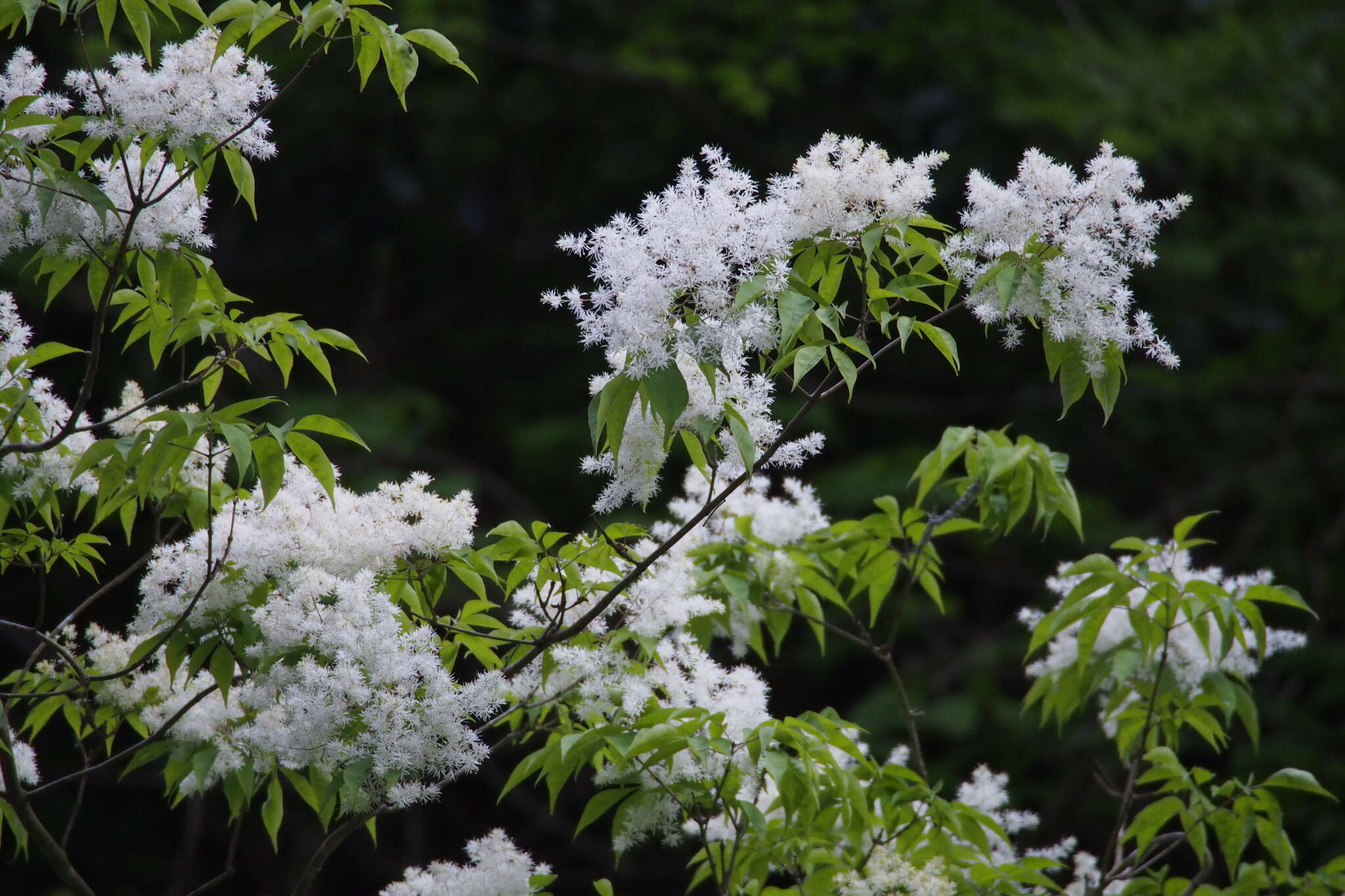 Image of Fraxinus lanuginosa Koidz.