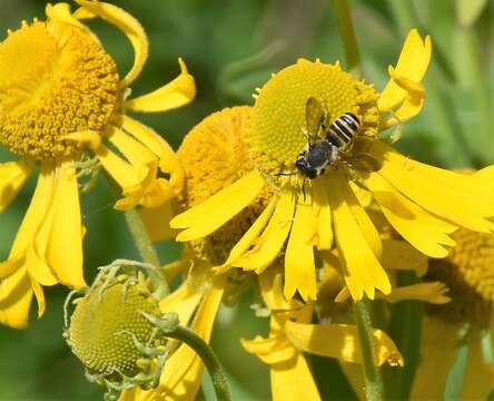 Megachile fidelis Cresson 1878 resmi