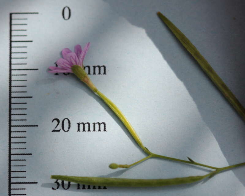 Image de Epilobium brachycarpum Presl