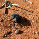 Image of Pachysoma rotundigena Felsche 1907