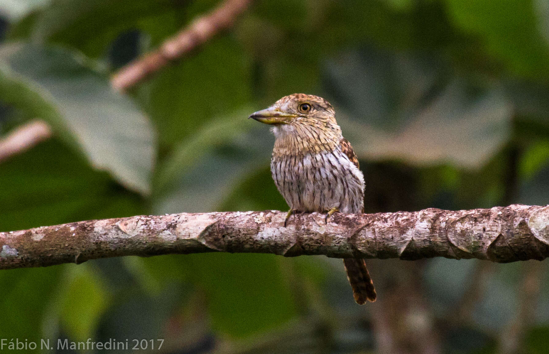 Image of Eastern Striolated Puffbird