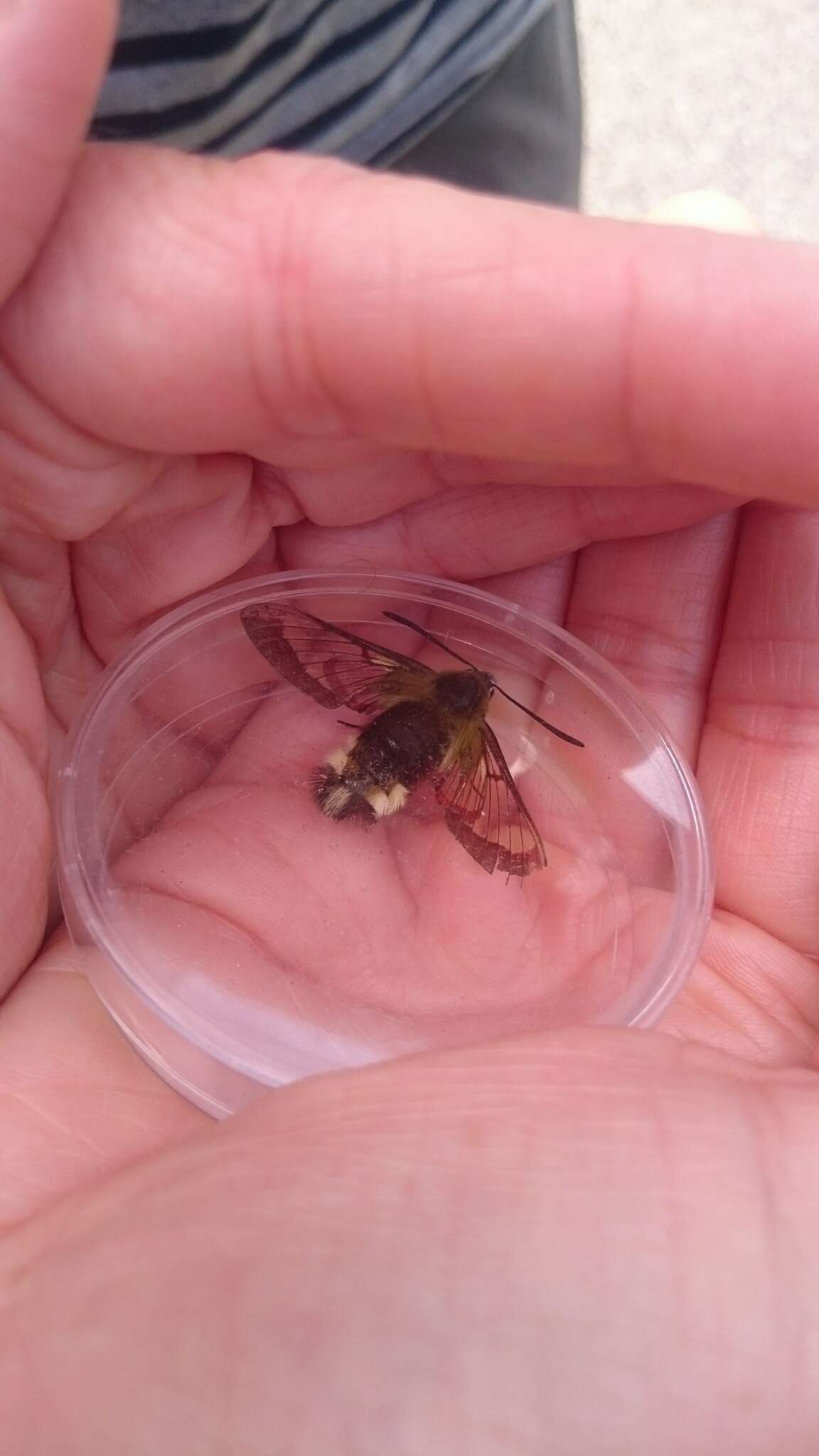 Image of broad-bordered bee hawk-moth