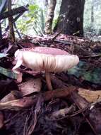 Image of Leucoagaricus lilaceus Singer 1952