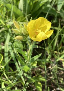 Plancia ëd Oenothera pilosella subsp. sessilis (Pennell) G. B. Straley