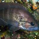 Image of Dogtooth grouper