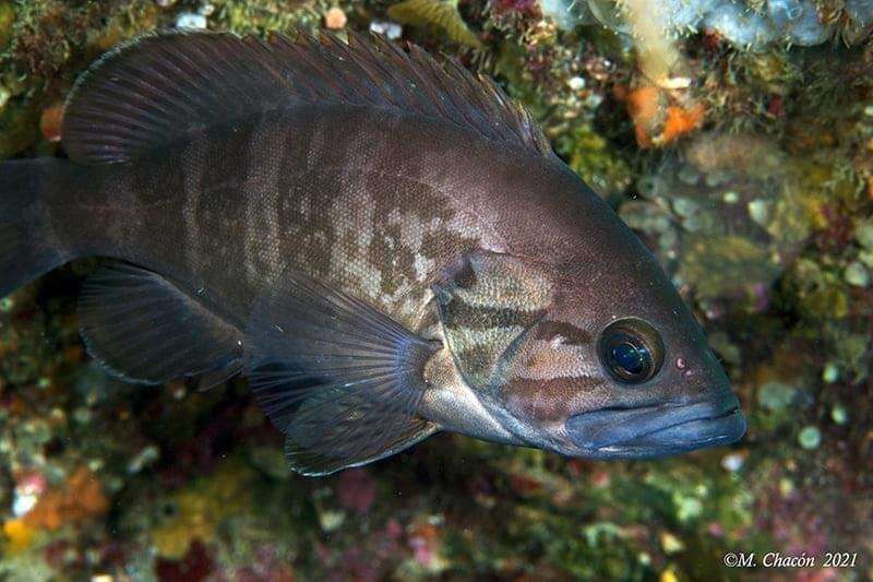 Sivun Epinephelus caninus (Valenciennes 1843) kuva