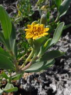 Image of Tree Oxeye