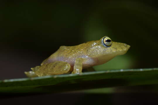 Image de Pristimantis lemur (Lynch & Rueda-Almonacid 1998)