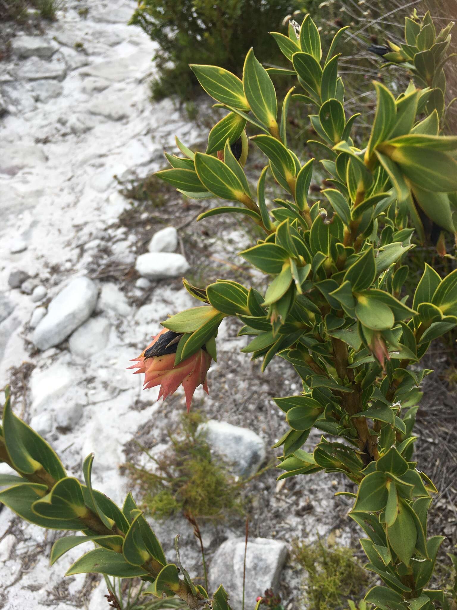 Plancia ëd Liparia splendens (Burm. fil.) Bos & de Wit