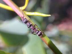 صورة Myrmecia infima Forel 1900