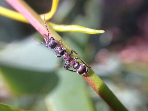 Image de Myrmecia infima Forel 1900